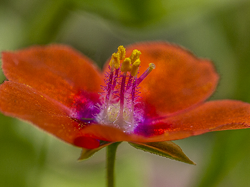 WildflowerPhotography by John Organ